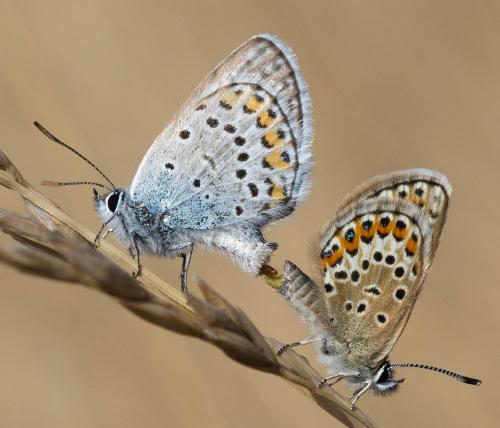 Plebejus argus